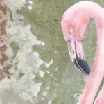 Εγκαίνια έκθεσης φωτογραφίας «Αλυκή Αιγίου – Επαναπροσεγγίζοντας ένα πολύτιμο οικοσύστημα», την Παρασκευή 5 Απριλίου στις 20:00, στο Αρχοντικό Παναγιωτόπουλου στο Αίγιο.